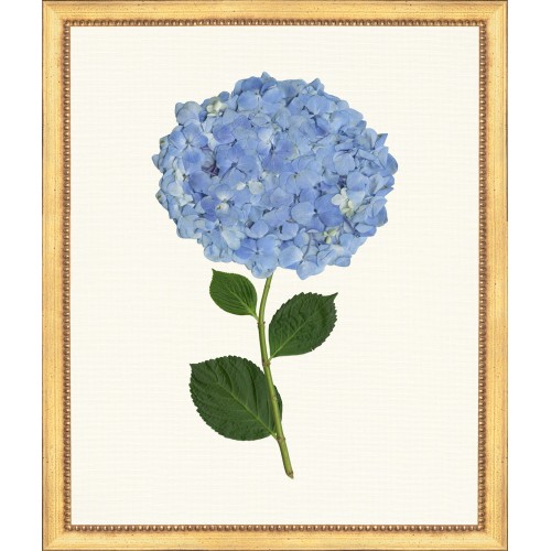 TLC- HYDRANGEA 2  20 X 24